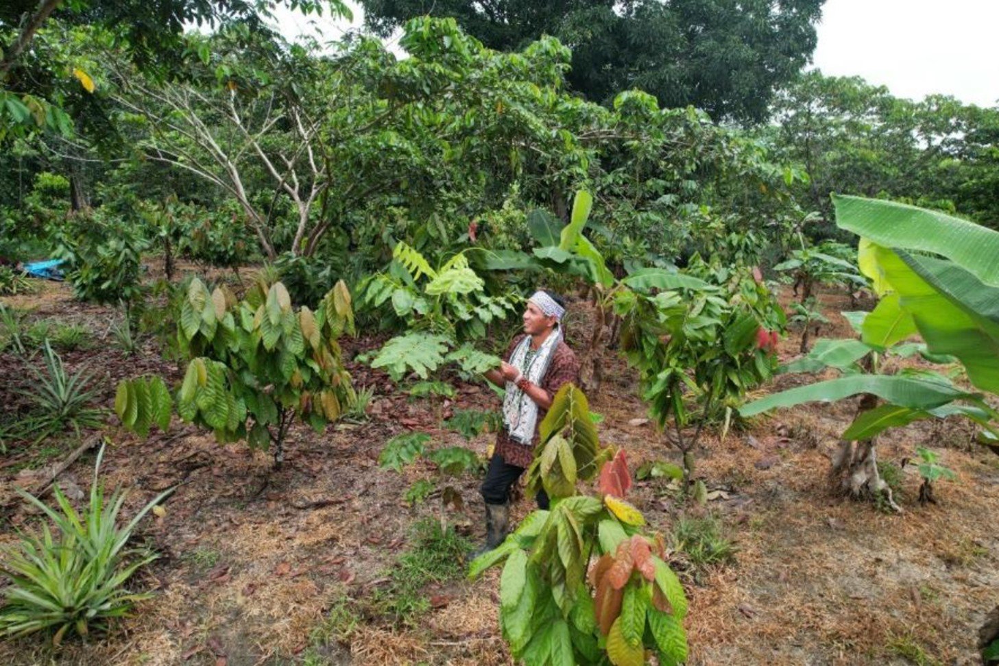Alianza forestal