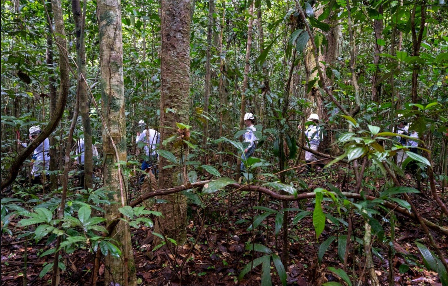 Gestión sostenible de las concesiones forestales
