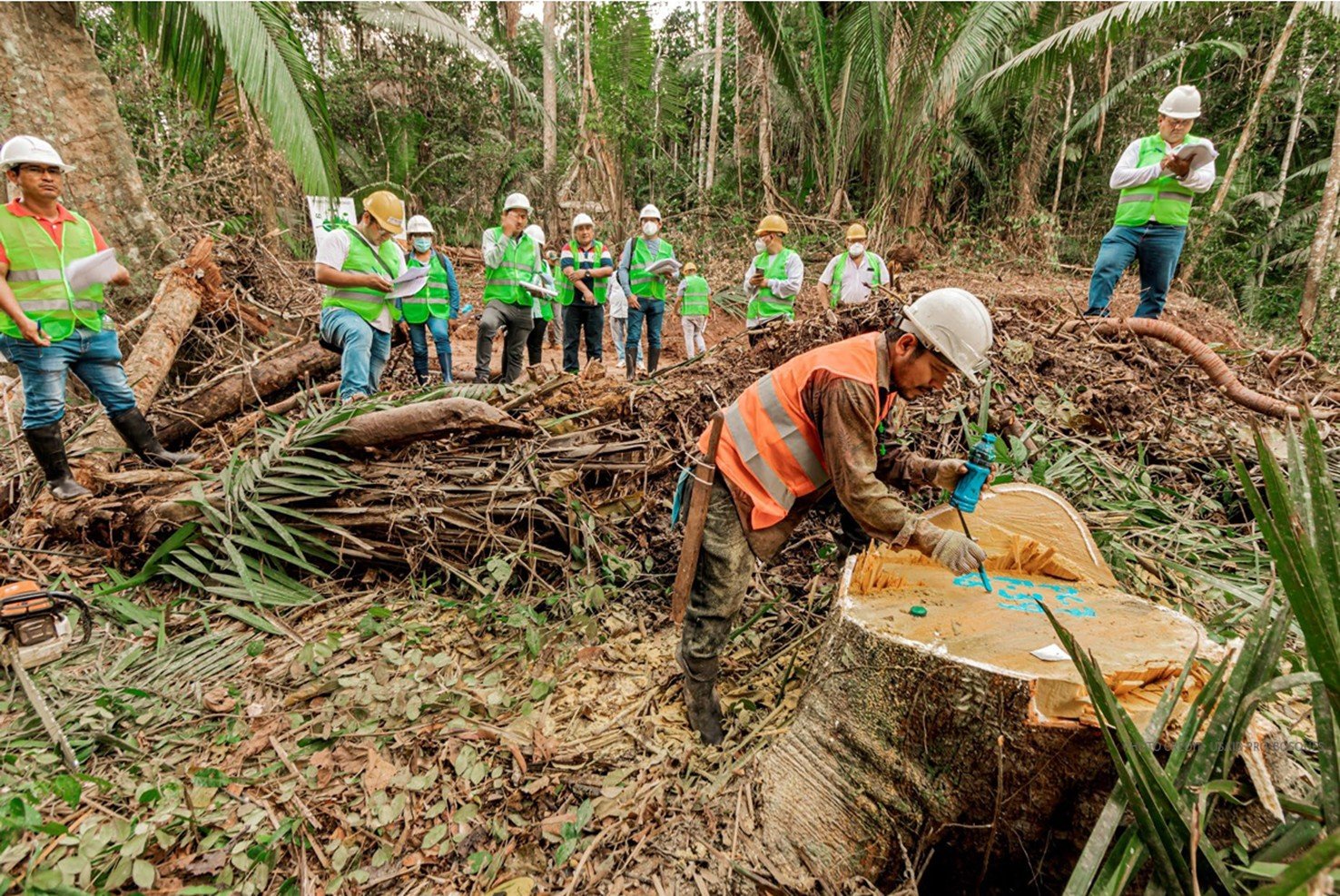 ProBosques – Promoción de Bosques Sostenibles, Rentables e Inclusivos