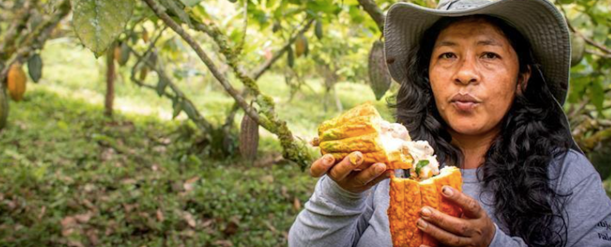 Transformando el VRAEM: la tierra del cacao fino de aroma