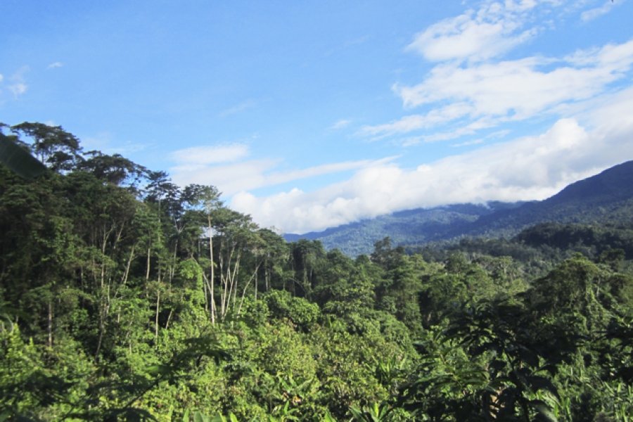 Conservación de la cordillera de Colán